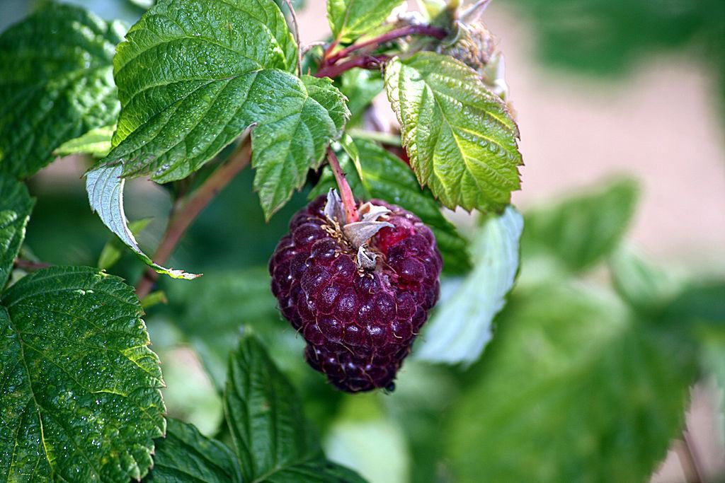 Rasberry Leaf - Feminine Tonic