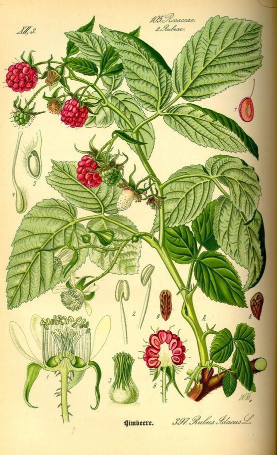 Rasberry Leaf - Feminine Tonic