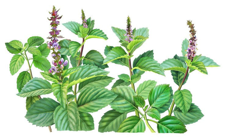 Holy Basil -  Ayurvedic Plant